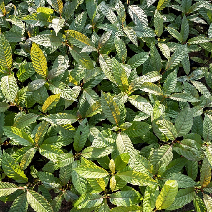 Kratom-Mitragyna-Speciosa-Green