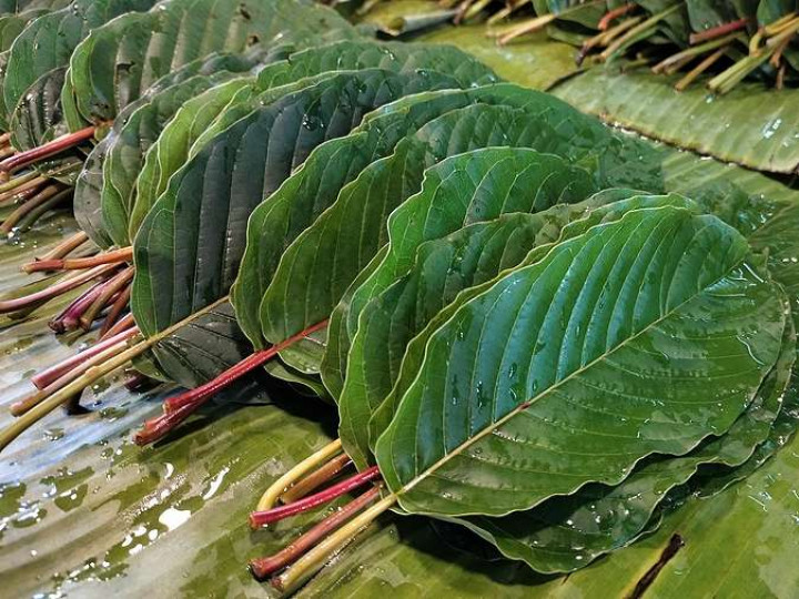 kratom_leaves_or_mitragyna kratom_leaves_or_mitragyna